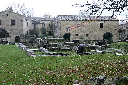 sepino mucche_2450.JPG