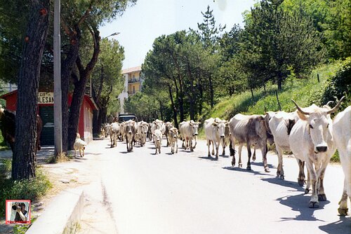 transumanza.jpg