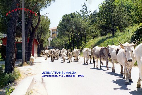 transumanza.jpg