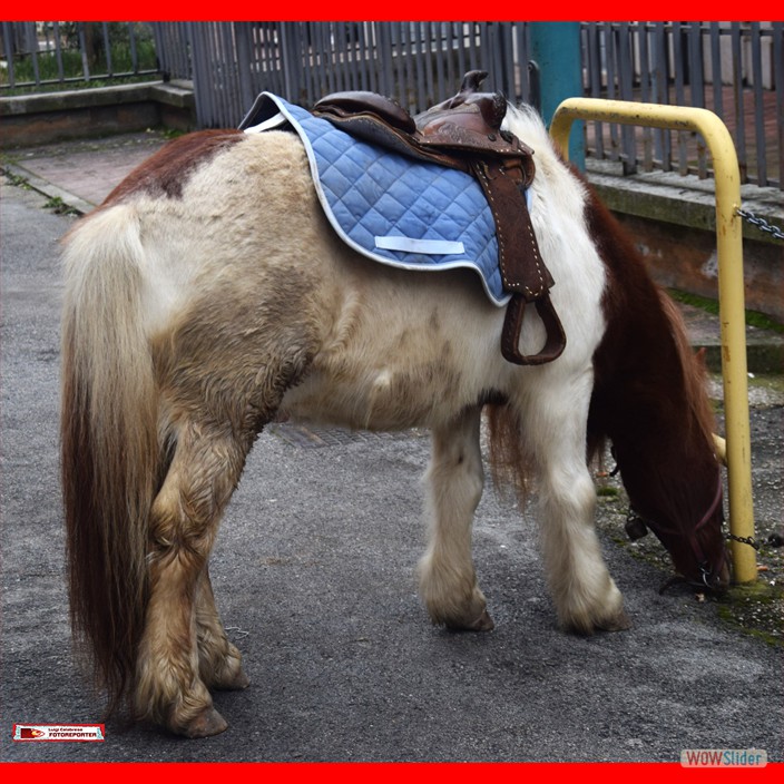 15 FUOCO S.ANTONIO 2026 (15)